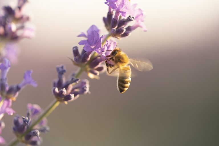 abeille qui butine une fleur